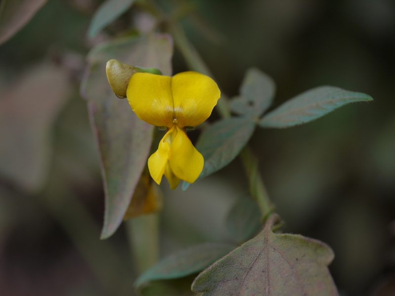 Cajanus heynei, photographed by Dinesh Valke