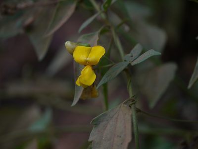 Cajanus heynei, photographed by Dinesh Valke