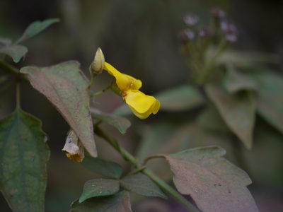 Cajanus heynei, photographed by Dinesh Valke