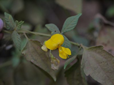 Cajanus heynei, photographed by Dinesh Valke