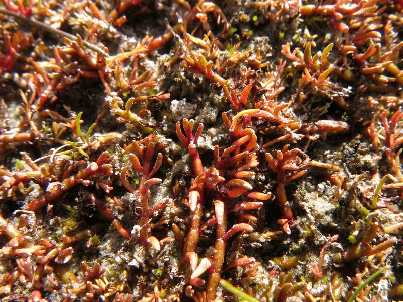 Myriophyllum pedunculatum, photographed by John Barkla