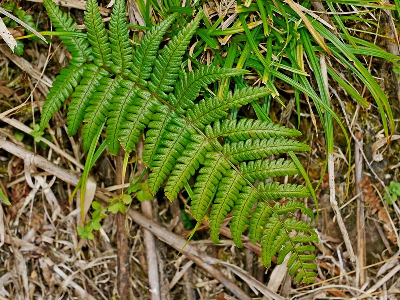 Dryopteris lepidopoda, photographed by Jacy Chen