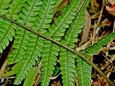 Dryopteris lepidopoda, photographed by Jacy Chen