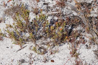 Lampranthus bicolor, photographed by Tony Rebelo