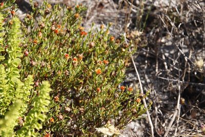 Lampranthus bicolor, photographed by Tony Rebelo