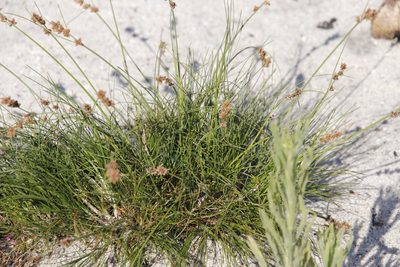 Ficinia bulbosa, photographed by Tony Rebelo