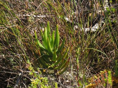 Aloiampelos commixta, photographed by Jeremy Gilmore
