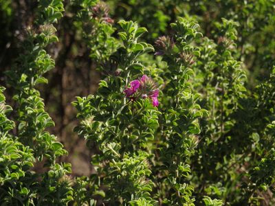 Indigofera candolleana, photographed by Jeremy Gilmore