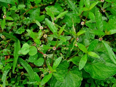 Alternanthera sessilis, photographed by Jacy Chen
