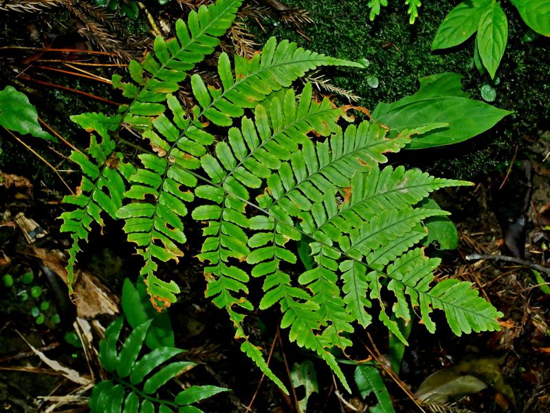 Dryopteris subtriangularis, photographed by Jacy Chen