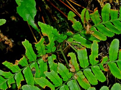 Dryopteris subtriangularis, photographed by Jacy Chen