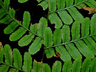 Dryopteris subtriangularis, photographed by Jacy Chen