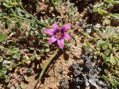 Romulea kamisensis, photographed by Peter Warren
