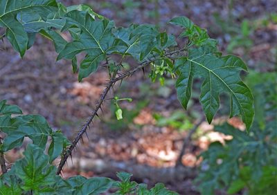 Solanum atropurpureum, photographed by Hugo Hulsberg