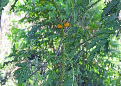 Solanum atropurpureum, photographed by Hugo Hulsberg