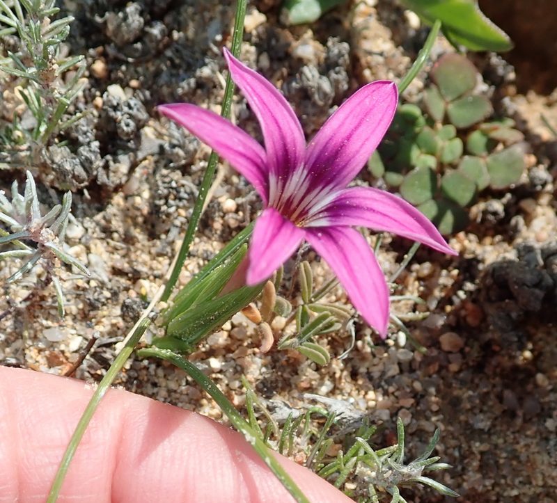 Romulea kamisensis, photographed by Peter Warren