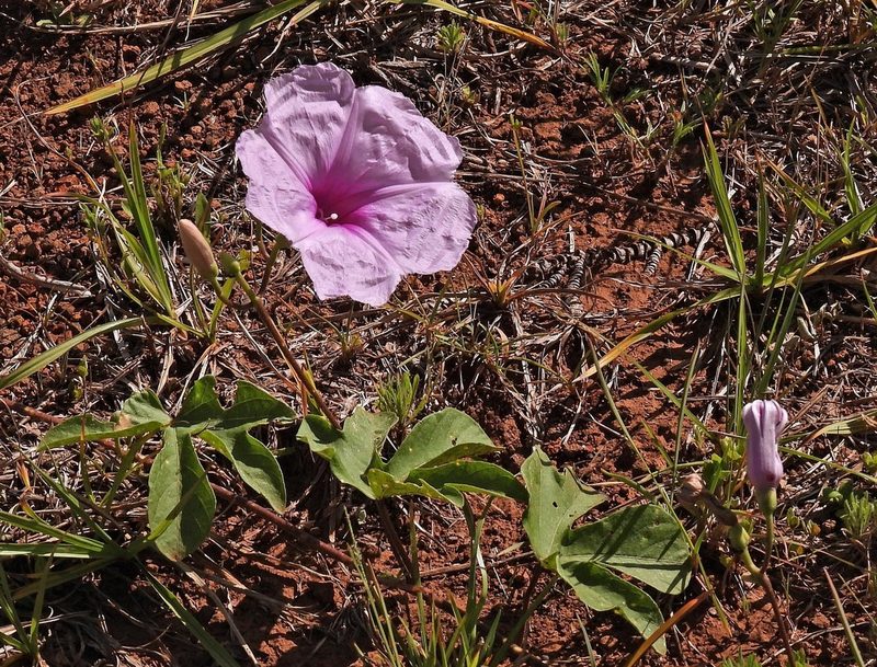 Ipomoea bonariensis, photographed by Hugo Hulsberg