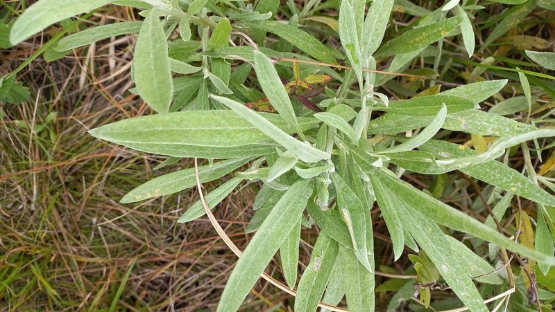 Achyrocline flaccida, photographed by JG