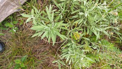 Achyrocline flaccida, photographed by JG