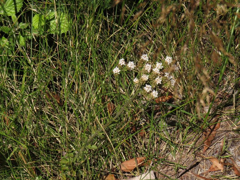 Pseudoselago peninsulae, photographed by Jeremy Gilmore