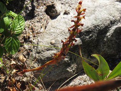 Satyrium humile, photographed by Jeremy Gilmore