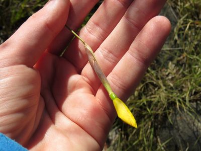 Bobartia filiformis, photographed by Jeremy Gilmore