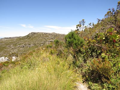 Aspalathus capitata, photographed by Jeremy Gilmore