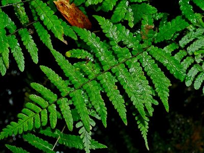 Coryphopteris angulariloba, photographed by Jacy Chen