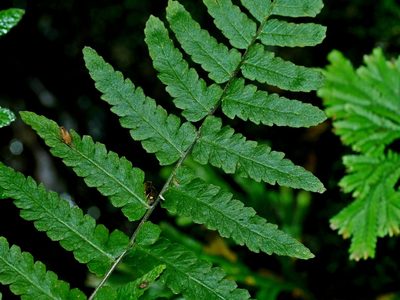Coryphopteris angulariloba, photographed by Jacy Chen
