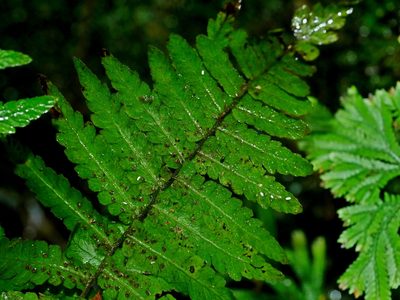 Coryphopteris angulariloba, photographed by Jacy Chen