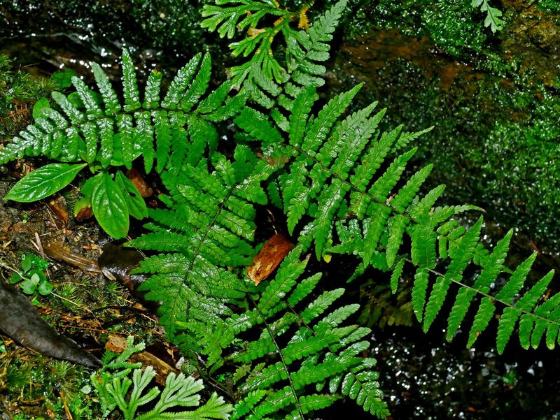 Coryphopteris angulariloba, photographed by Jacy Chen