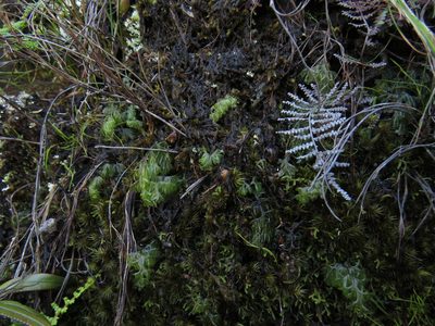 Hymenophyllum tunbrigense, photographed by Jeremy Gilmore