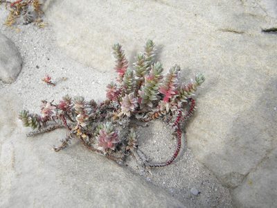 Chenolea diffusa, photographed by Tim Kirsten