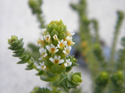 Hebenstretia cordata, photographed by Tim Kirsten
