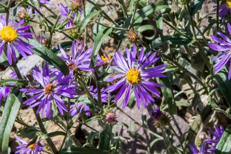Dieteria bigelovii, photographed by Jay Brasher