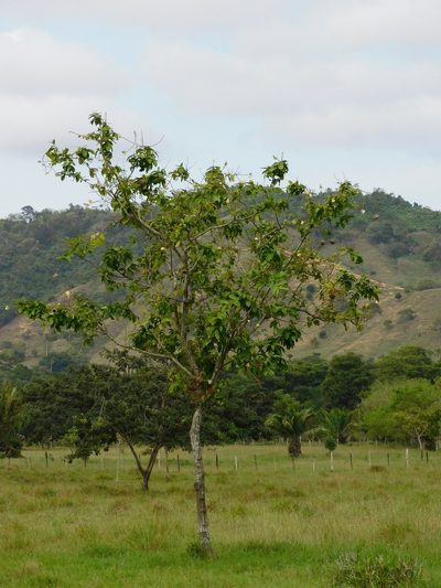 Lecythis minor, photographed by Álvaro Rivas Godin