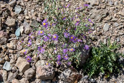 Dieteria bigelovii, photographed by Jay Brasher