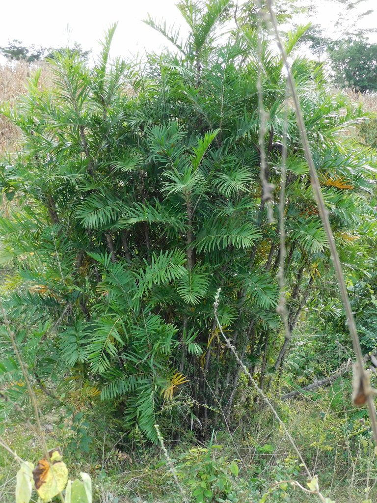 Bactris guineensis, photographed by Álvaro Rivas Godin
