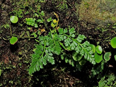 Asplenium sarelii, photographed by Jacy Chen
