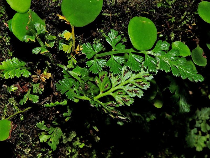 Asplenium sarelii, photographed by Jacy Chen