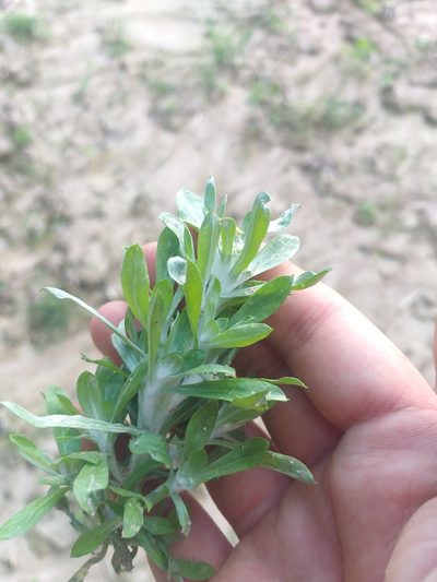 Gnaphalium rossicum, photographed by Dmitriy Bochkov