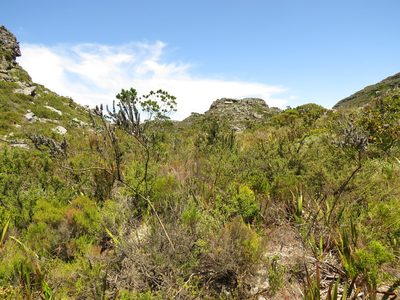 Amphithalea imbricata, photographed by Jeremy Gilmore