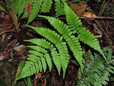 Dryopteris subtriangularis, photographed by Jacy Chen