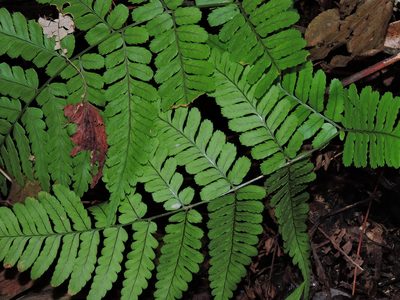 Dryopteris subtriangularis, photographed by Jacy Chen