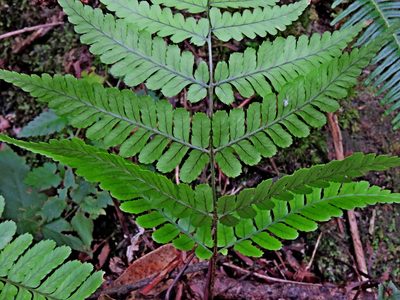 Dryopteris subtriangularis, photographed by Jacy Chen