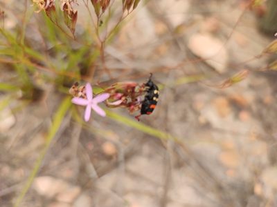 Corymbium glabrum, photographed by Seth Musker