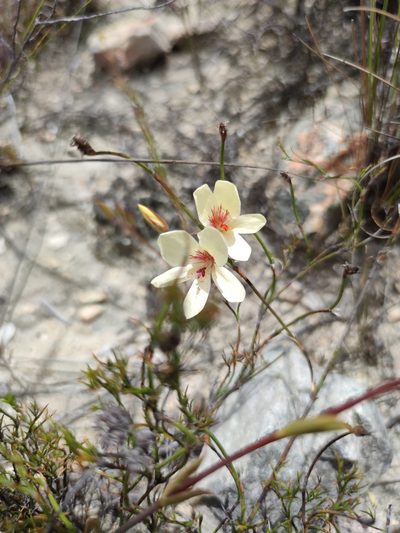 Pelargonium radiatum, photographed by Seth Musker