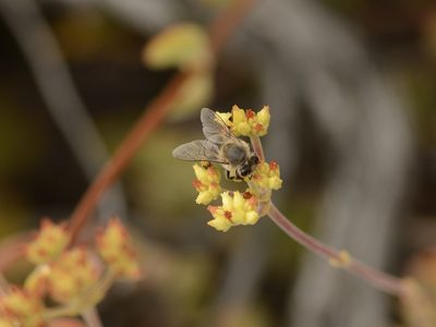 Crassula atropurpurea, photographed by Seth Musker
