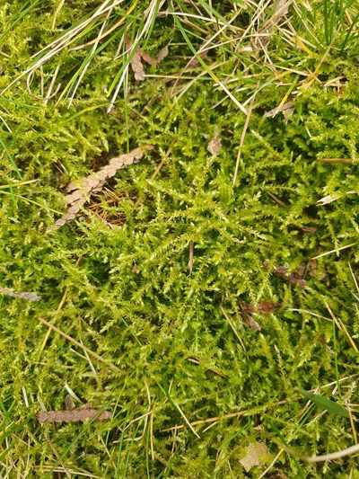 Rhynchostegium megapolitanum, photographed by Jonathan Hughes