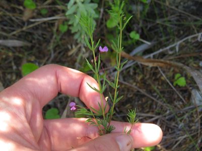 Indigofera filicaulis, photographed by Jeremy Gilmore